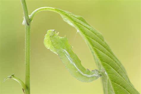 Metamorfose Citroenvlinder Gonepteryx Rhamni Gedaanteverwisseling Van