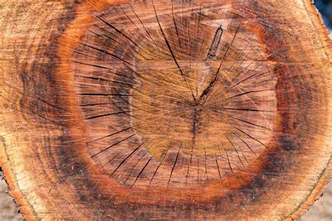 Understanding The Anatomy Of A Tree Trunk A Cross Section Diagram