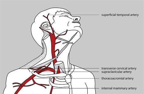 Arterial Anastomosis Pathways