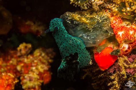 Nembrotha Milleri Nudibranch Facts And Photographs • Seaunseen