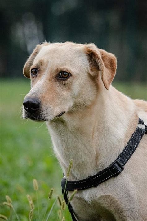 Crema News Quattro Cani Per Strada