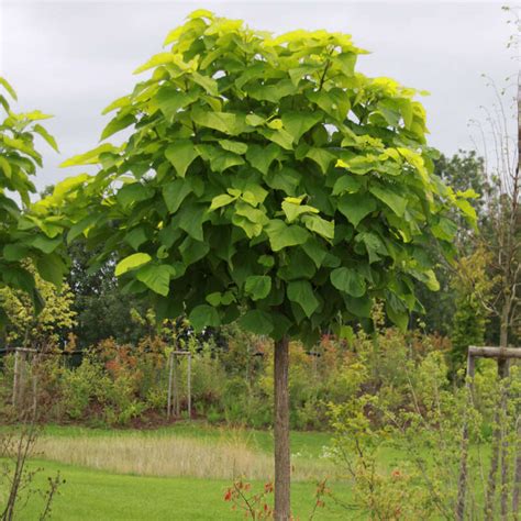 Kugel Trompetenbaum Catalpa Bignonioides Nana