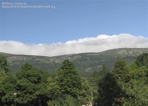 Stratocumulus Stratiformis Cumulogenitus Sc Str Cugen 4815