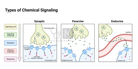 What Is The Endocrine System - My Endo Consult