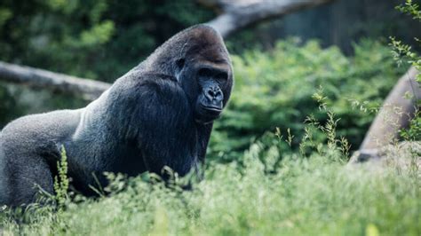 The Best Zoos In The World - MapQuest Travel