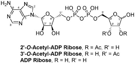 The structure of 2-O-acetyl-ADP-ribose, 3-O-acetyl- ADP-ribose, and ...