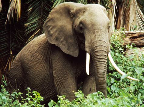 Savanna Elephant | Species | WWF