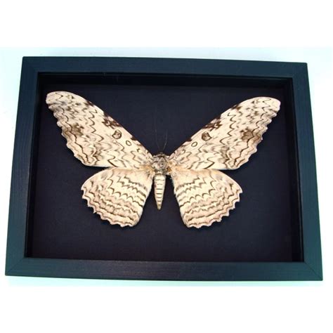 Thysania agrippina White Witch Moth - Framed Giant Moth 8"