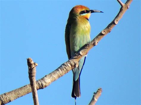 Kakadu Bird Week 2017