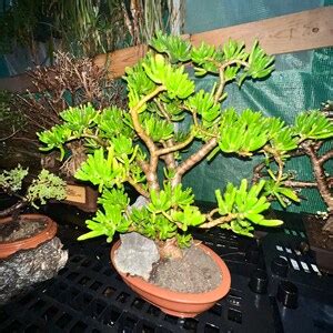 Crassula Ovata Lady Fingers Bonsai Tree Jade Plant 25 Years Old Etsy