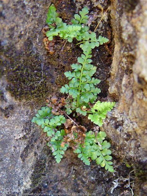 Asplenium Adiantum Nigrum Flora On