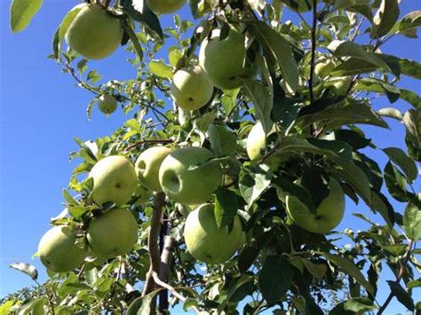 Where To Stock Up On Fruit Around The Country Pick Your Own Apples