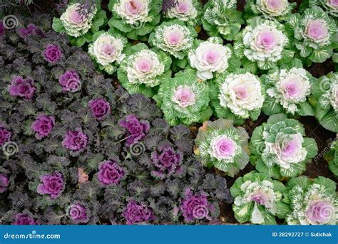 Decorative Cabbage in the Garden Stock Image - Image of leaf, flora: 28292727