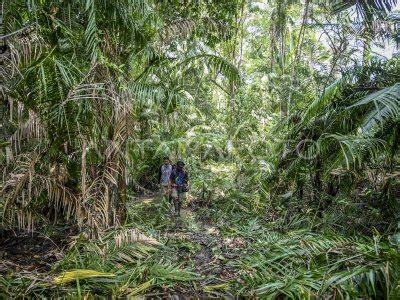 Rencana Pembangunan Jalur Petugas Monitoring Badak Jawa Antara Foto