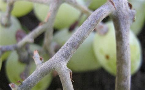 Белый налет на листьях винограда - препараты от оидиума на винограде