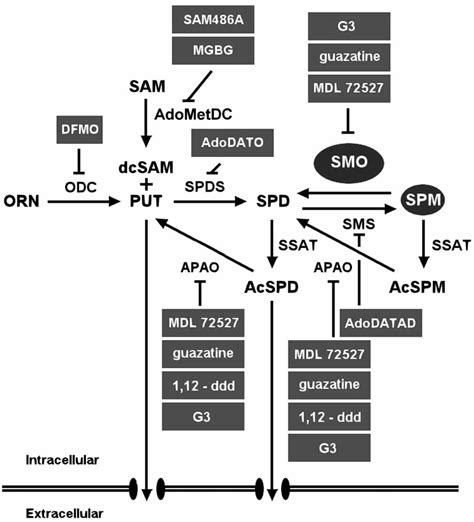 Targets In The Polyamine Metabolic Pathway Schematic Representation Of