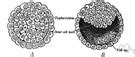 Blastocoel - definition of blastocoel by The Free Dictionary
