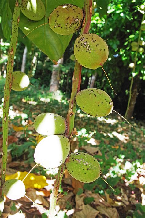 Barringtonia Curranii Lecythidaceae Image At Phytoimages Siu Edu