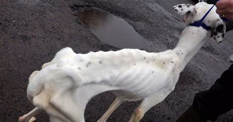Horrific Photo Of Skinniest Dog Alive Is Revealed By Rspca Showing