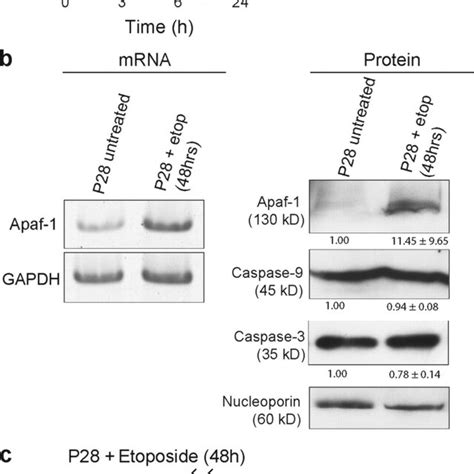 Transcriptional Up Regulation Of Apaf 1 After Dna Damage Sensitizes