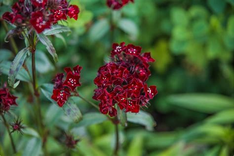 8 Stunning Red Flowering Shrubs Harpers Nurseries