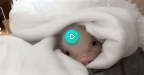 Piggy Album On Imgur