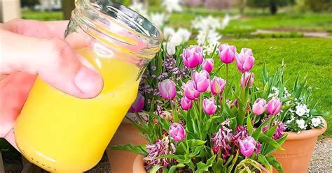 Lastuce Des Fleuristes Pour Conserver Les Tulipes Plus Longtemps