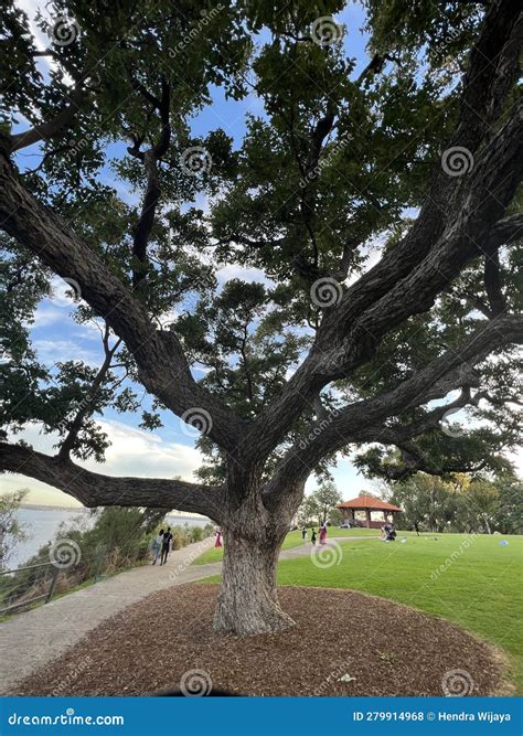 Kings Park And Botanic Garden Stock Photo Image Of Green View