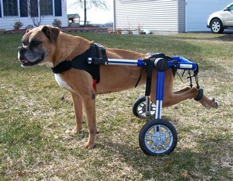 Top 10 Best Dog Wheelchairs | Our Fit Pets