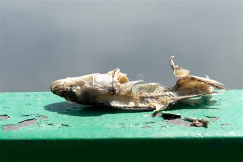 O Corpo E O Esqueleto De Um Peixe Podre Morto Restos De Comida O