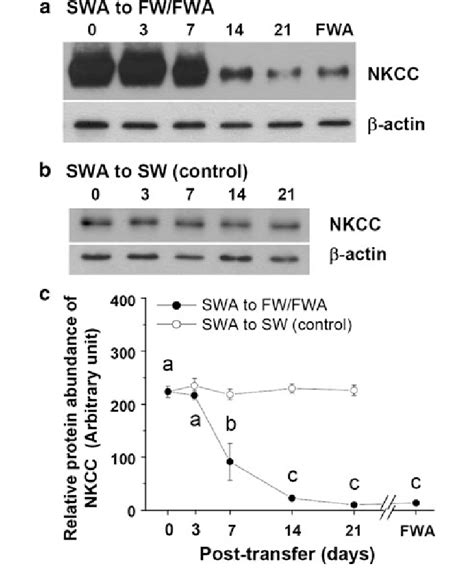 The Time Course Of Changes In Nkcc Protein Expression In The Gills Of