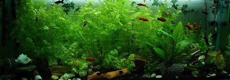 Floating Freshwater Aquarium Plants Which Are Best For You