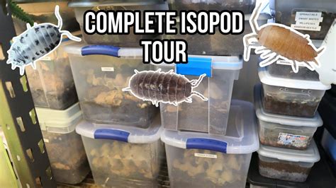 Complete Isopod Tour September 2022 Rare Isopods Youtube