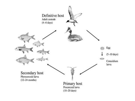 Life Cycle Of Protozoan Parasite Ppt