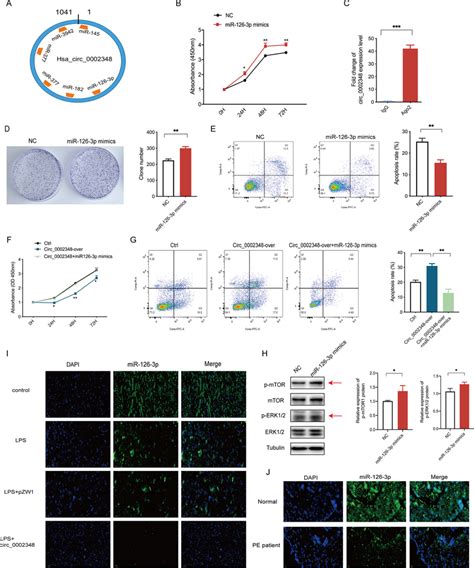 Hsa Circ 0002348 Regulated Trophoblast Proliferation And Apoptosis By