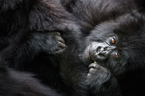 Mountain Gorillas of Rwanda | Outdoor Photography Guide