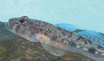 WoRMS World Register Of Marine Species Glossogobius Callidus Smith