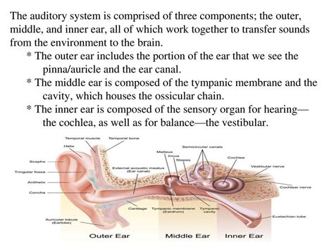 Inner Ear Anatomy Ppt