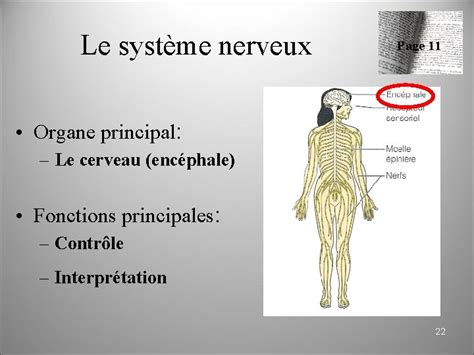 Anatomie Physiologie Niveaux Dorganisation Du Vivant 1 Cur