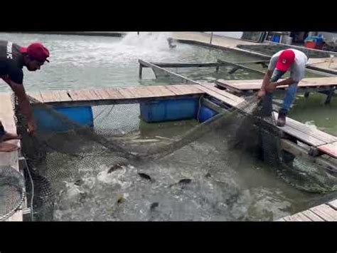 Isnin Lepas Ikan Ekor Ekor Kerapu Untuk Rabu