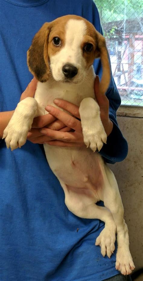 Adopt Beagle Puppy Ready Now On Petfinder Beagle Puppy Dog