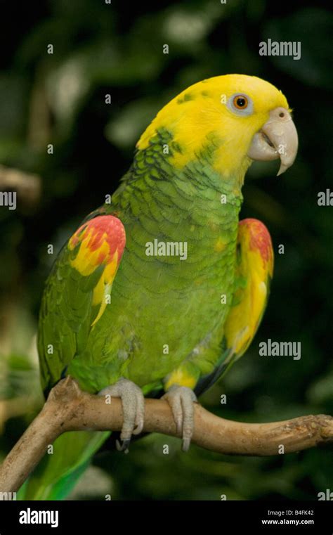 Yellow Headed Amazon Parrot Amazona Oratrix Endangered Captive