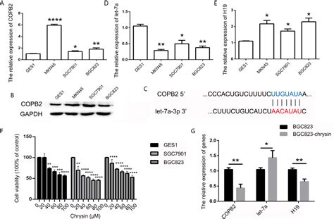 Frontiers Chrysin Induced Cell Apoptosis Through H Let A Copb