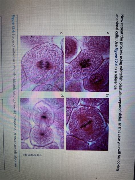 Solved Now Repeat The Process Using Whitefish Blastula