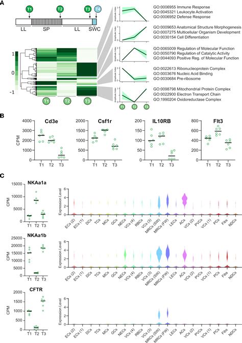 Frontiers Immunologic Profiling Of The Atlantic Salmon Gill By Single Nuclei Transcriptomics