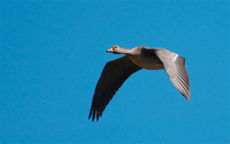 NW Bird Blog: Greater White-fronted Goose