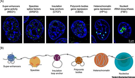 Biomolecular Condensates In The Nucleus Trends In Biochemical Sciences