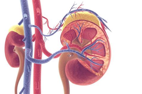 Female Urinary System Renal Artery