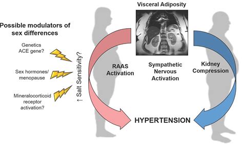 Sex Differences In Hypertension Related To Genes Jean Sizes And Salt