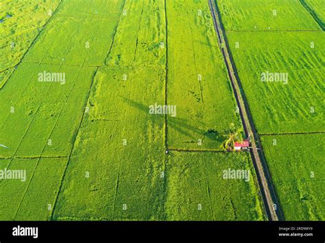 Arial View Of Green Paddy Field On East Asia During Sunrise Stock Photo